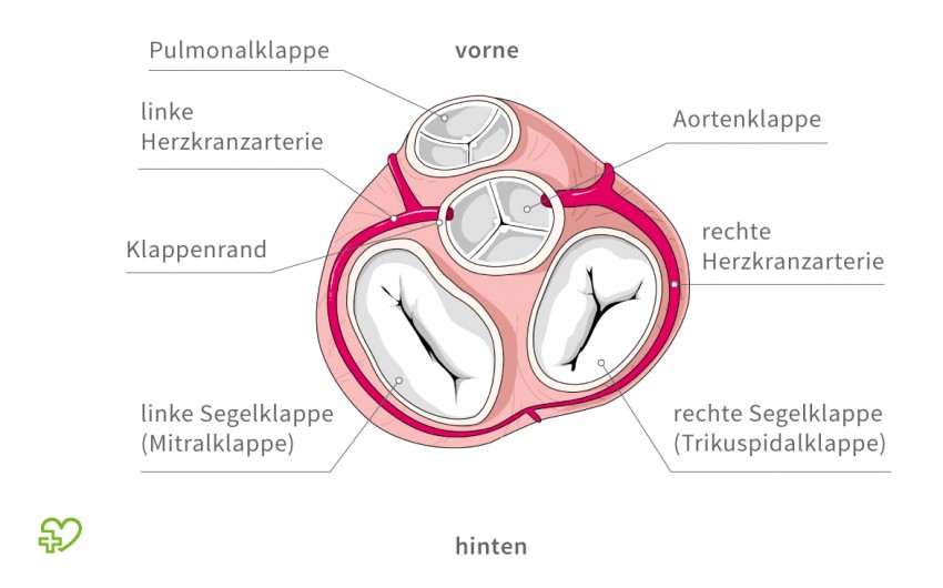 Das Herz: Anatomie & Physiologie - Onmeda.de.
