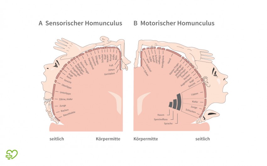 Schema des sensorischen und des motorischen Homunculus.