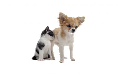 Man sieht einen Hund und eine Katze.