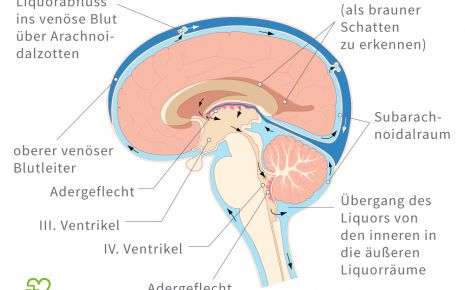 Man sieht eine schematische Darstellung des Gehirns und dem Liquorfluss.