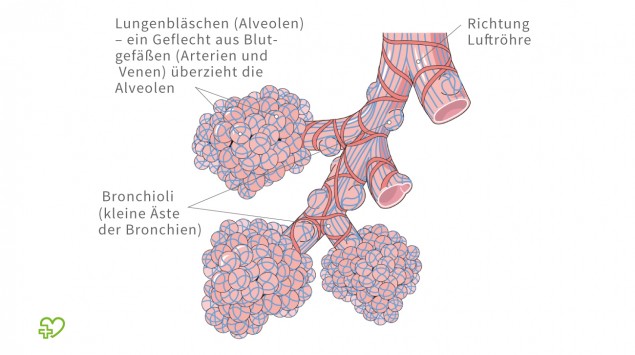 Lungenentzundung Pneumonie Ansteckung Symptome Behandlung