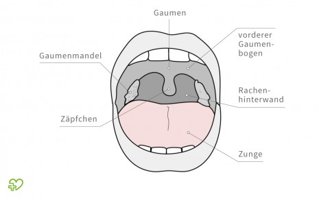 Illustration: Anatomie der Mundhöhle.