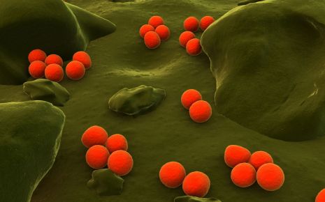 Neisseria-gonorrhoeae-Bakterien auf der Oberfläche einer Zelle.