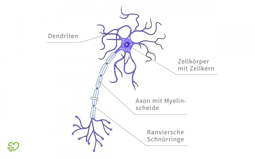 Nervenzellen Onmeda De