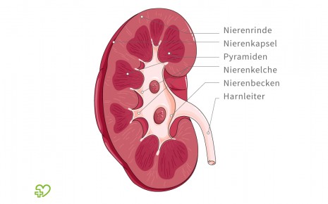 Anatomischer Aufbau einer Niere