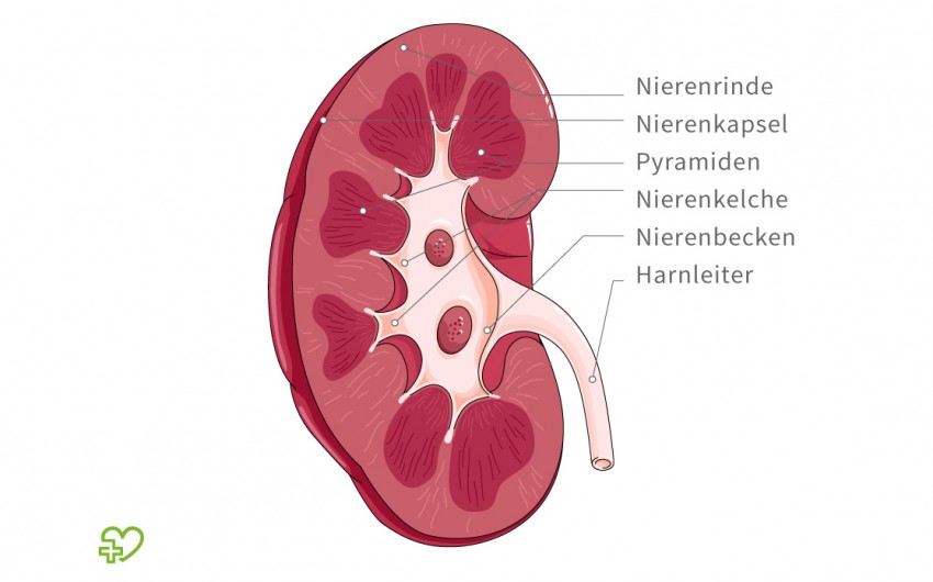 Anatomischer Aufbau einer Niere
