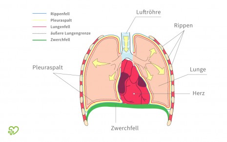 Rippenfellentzundung Pleuritis Symptome Diagnose Behandlung Onmeda De