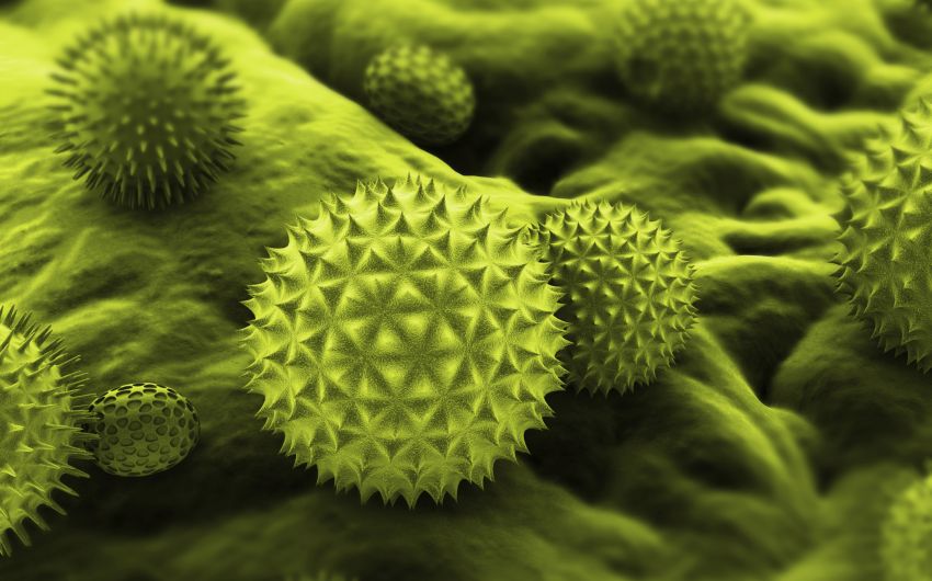 Tipps gegen Heuschnupfen: Pollen-Aufnahme mit dem Elektronenmikroskop.