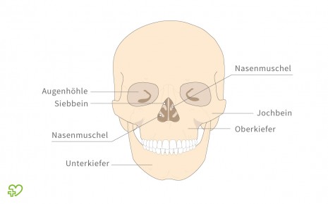 Das Skelett Schadel Kopfverletzungen Gehorknochelchen Gehirnschadel Fontanelle Bei Neugeborenen Gesichtsschadel Onmeda De