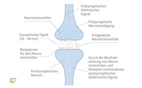 Darstellung einer Synapse.