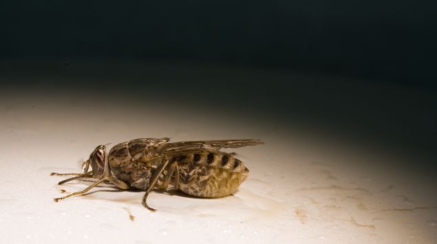 Das Bild zeigt eine Tsetse-Fliege