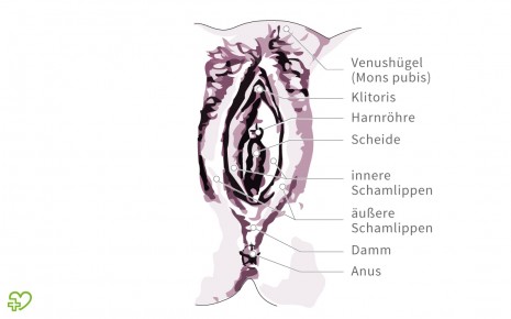Anatomie Der Frau Weibliche Geschlechtsorgane Aussere Geschlechtsorgane Vulva Onmeda De