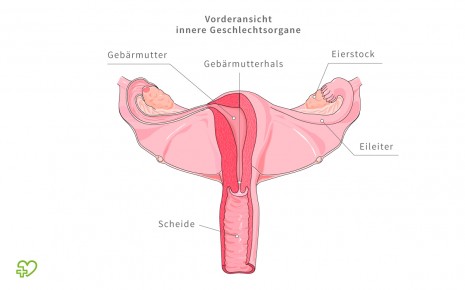 Anatomie Der Frau Weibliche Geschlechtsorgane Innere Geschlechtsorgane Saure Scheidenflora Onmeda De