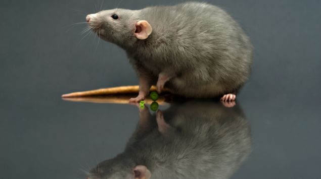 Das Bild zeigt eine Ratte.