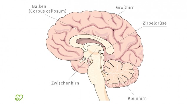 Korpertemperatur Des Menschen Schwankungen Sind Normal Onmeda De