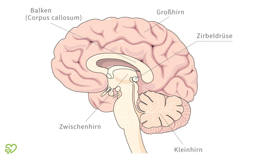 Illustration: Die Zirbeldrüse im Gehirn