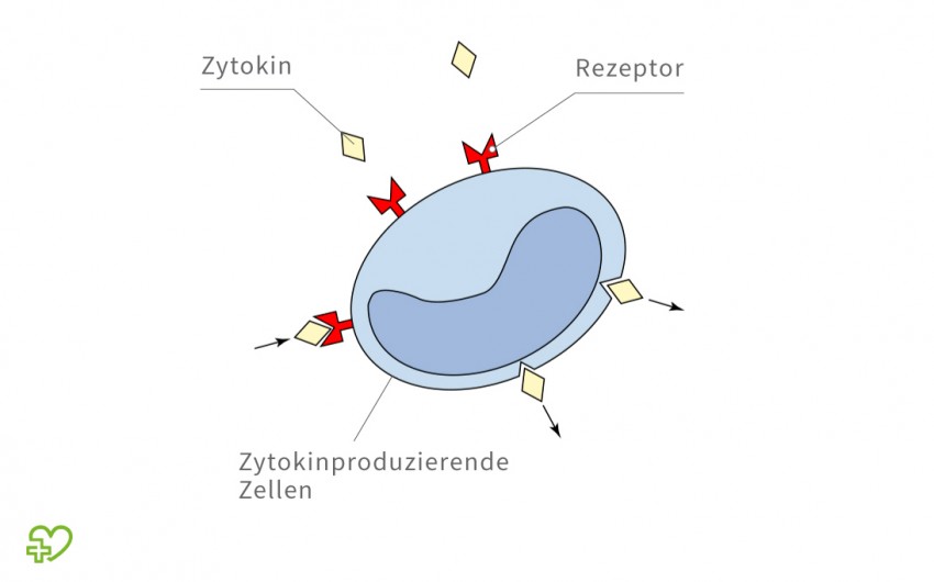 Illustration: Zytoline
