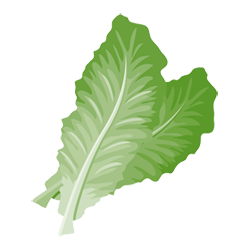 Römersalat
