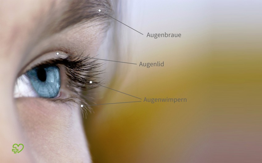 Das Bild zeigt ein Auge in Großaufnahme. Gekennzeichnet sind die Augenbraue, das Lid und die Wimpern, die zum Schutz des Auges dienen.