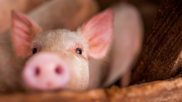 Ein kleines Schwein streckt seine Nase in Richtung Kamera.