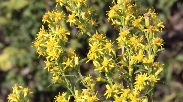 Man sieht den Blütenstand der Gewöhnlichen Goldrute (Solidago virgaurea).