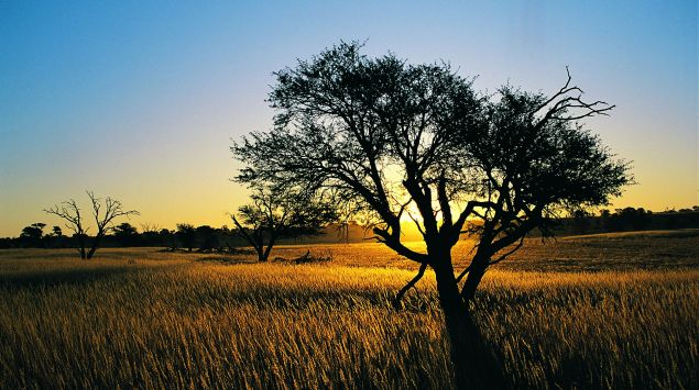 Das Bild zeigt einen Baum in Südafrika.