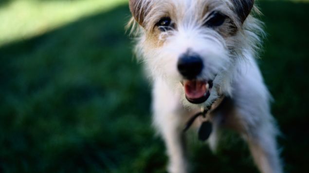 Das Bild zeigt einen Jack Russel.