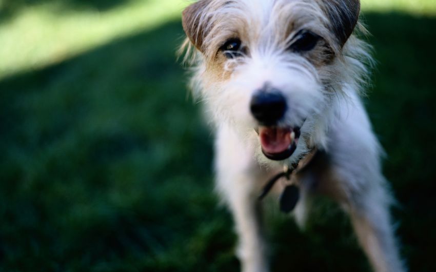 Das Bild zeigt einen Jack Russell Terrier.