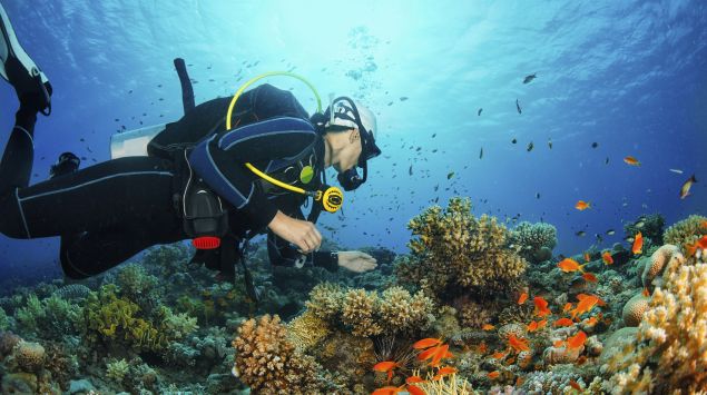 Man sieht einen Taucher im Wasser.