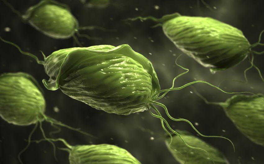 Man sieht eine grafische Darstellung der Protozoen-Art Trichomonas vaginalis.