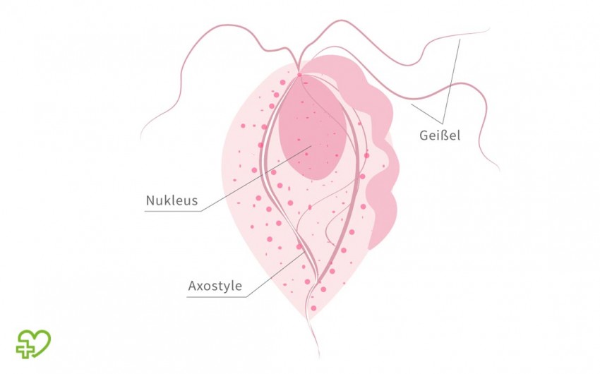 Illustration: Trichomonas vaginalis