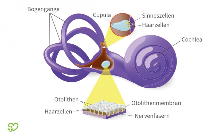 Das Ohr: Grafische Darstellung des Vestibularapparats.