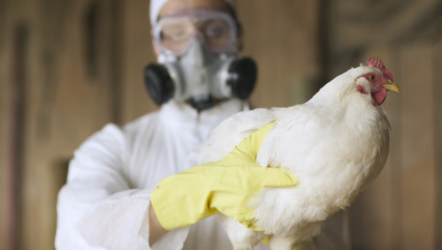 Eine Person mit Atemschutzmaske hält ein Huhn in die Höhe