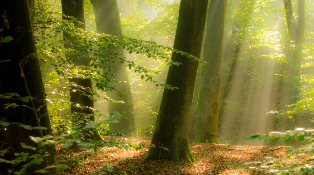 Man sieht einen Wald und Licht, das auf den Boden fällt.