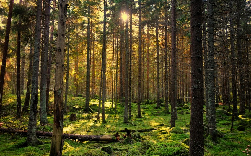 Waldbaden: Man sieht einen Wald und Licht, das auf den Boden fällt.