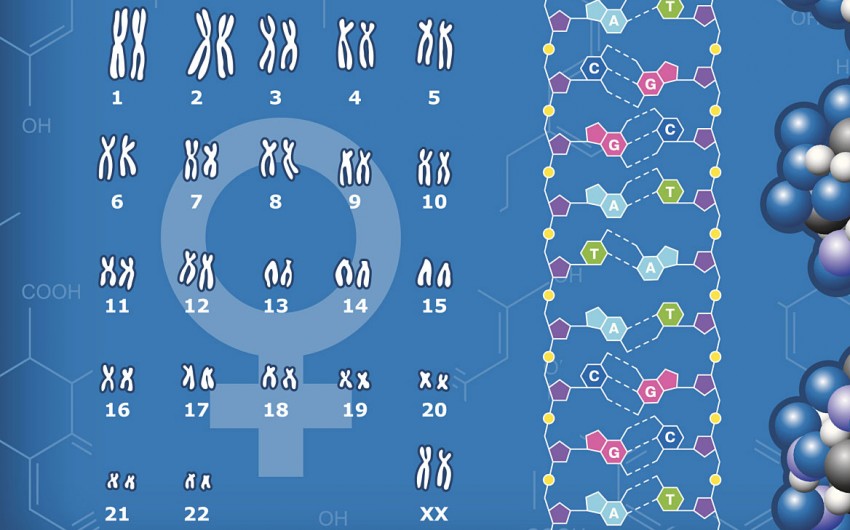 Man sieht die 23 Chromosomenpaare einer Frau.