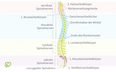 Das Bild zeigt Wirbelsäule und Rückenmark.
