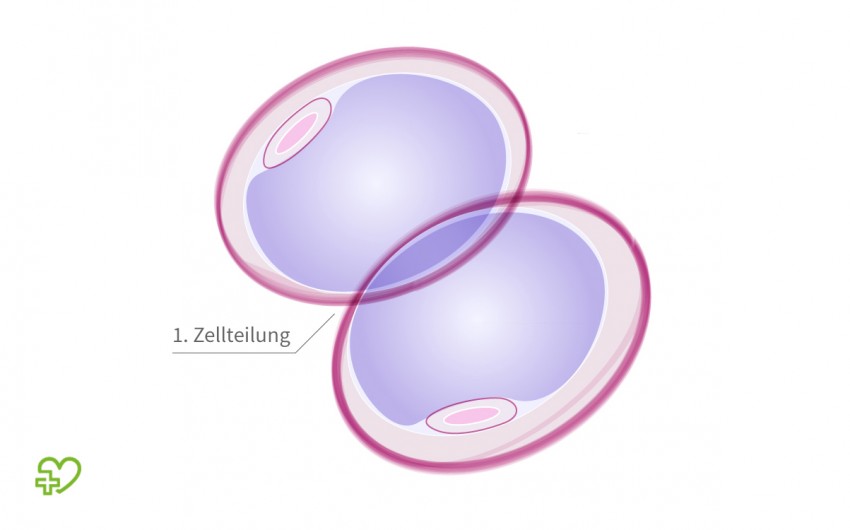 1. Zellteilung nach Befruchtung, Zygote